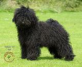 Hungarian Puli 9R070D-086